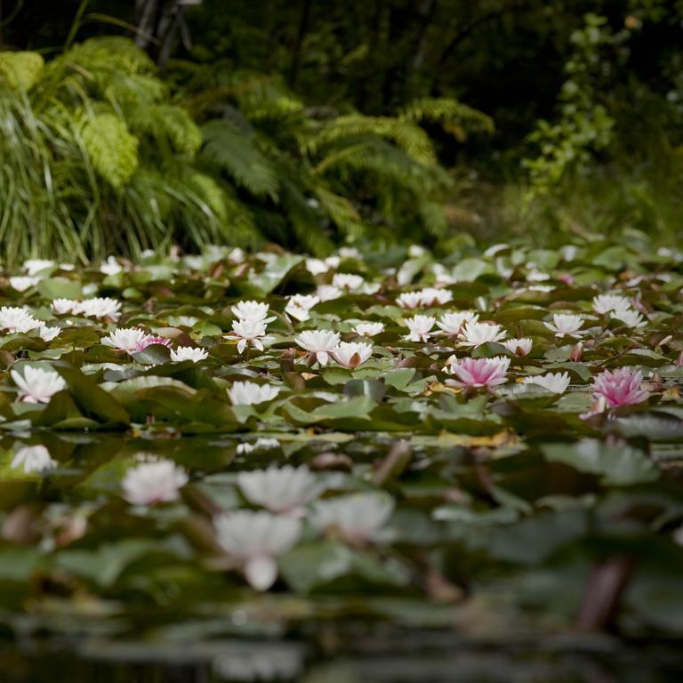 Rapaura Watergardens Bed & Breakfast Tapu Exterior foto